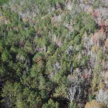 44 +/- Ac - Marengo County - Clay Hill Tract