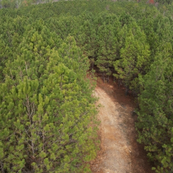 691 Acre - Fayette County, AL - Northside Timber Tract