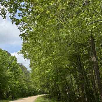 5 Acres - Coosa County - County Rd 511 Tract