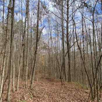11 acres - Clay County - Sardis Road Tract