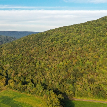 154 +/- Acres - Marion County, TN - Fiery Gizzard Rd Tract