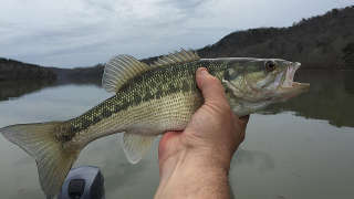 Smallmouth Bass