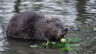 Beaver in Polk County TN