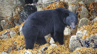 Black bear habitat in White County