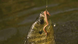 Fishing in Pontotoc County Mississippi