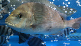 Bream Fishing