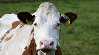 Pasture Land