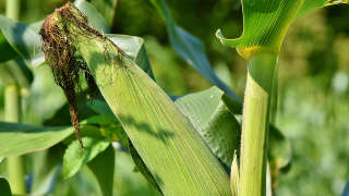 Corn Mississippi