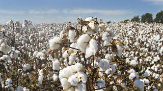 Cotton Mississippi