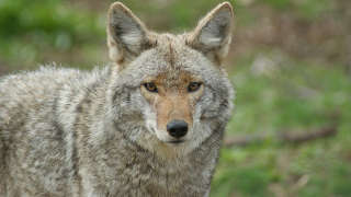 Coyotes in Florida
