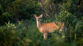 Whitetail Deer