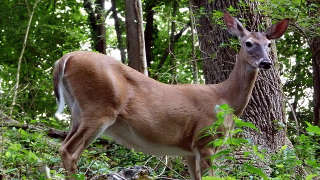 Whitetail Deer