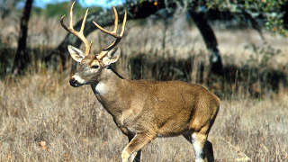 Tippah County whitetail deer