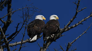 Bald eagle on Watts Bar Lake