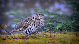 Ruffed grouse in White County TN