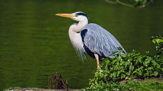 Great Blue Heron