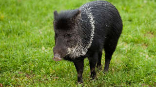 Feral Hog