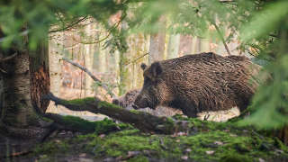 Wild Hogs in Franklin County