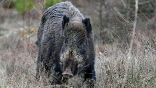 Feral Hogs