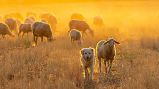 Appling County Livestock Land