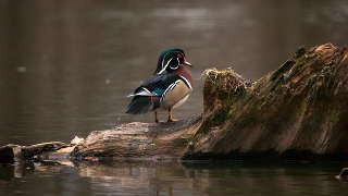 Marsh Ducks