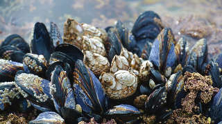 Freshwater mussels