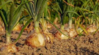 Row Crops in Toombs County