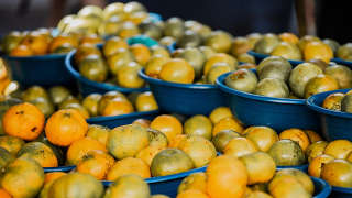 Florida orange grove