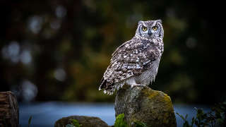Barred Owl