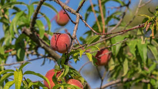 Chilton County Peach Orchard