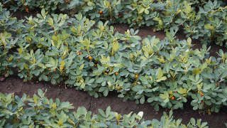 Levy County Farming Land