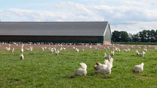 Poultry Farm in Butler County