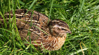 Quail