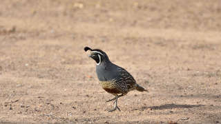 Bobwhite Quail