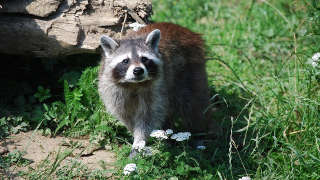 Raccoon Hunting Mississippi