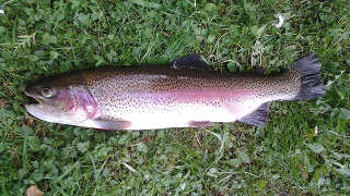 Grundy County Trout