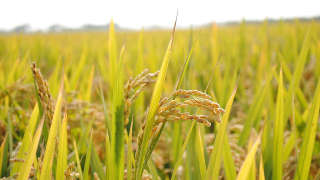 Rice Mississippi