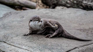 Holmes County river otters