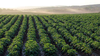 Warren County row crop land