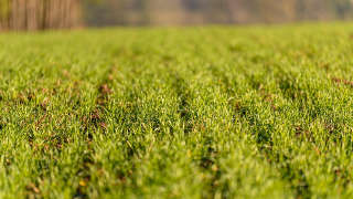 Row Crops
