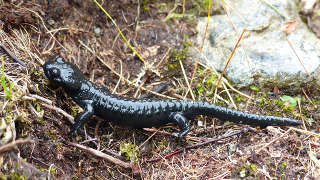 Hellbender Salamander Cumberland County