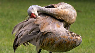 Sandhill Crane