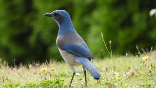 Florida Scrub Jay in Citrus County