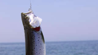 Spotted Seatrout