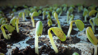Soybean Mississippi