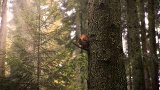 Squirrel Hunting Mississippi