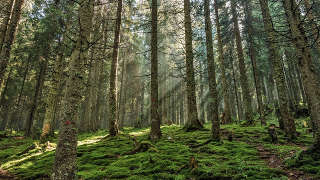 Moore County Timber