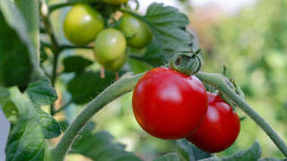 Tomato farming in Grainger County