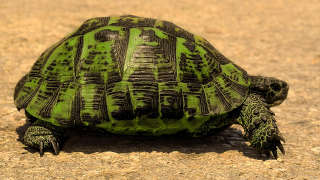 Gopher tortoise habitat