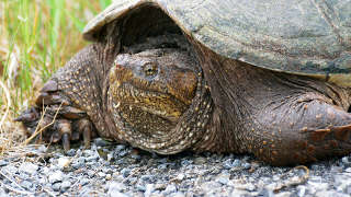 Gopher Tortoise in Citrus County